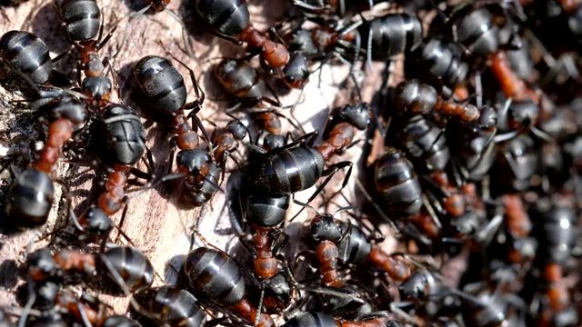 Hektisches Treiben im Ameisenhaufen - Ameisen bei der Arbeit - Super-Makroaufnahme