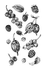 Hand drawn berries on white background