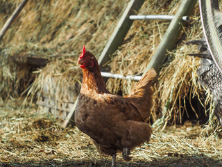 Red hen in the courtyard 
