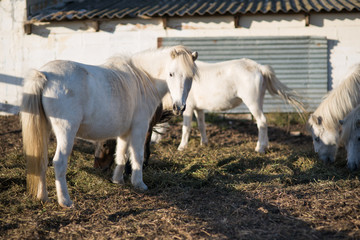  ponies on the farm