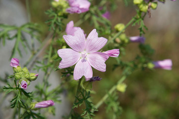 Wilde Malve 