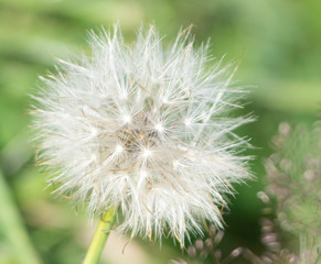Fototapeta premium Habischtskrautsamenstand