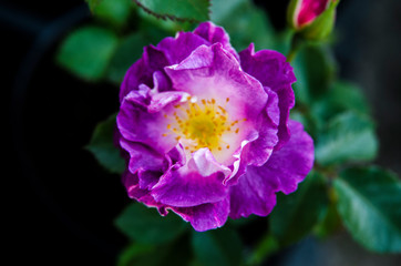 beautiful rose in garden