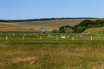 Obraz premium Village concept with sheeps on the meadow eating grass. Food production concept with sheeps on the meadows