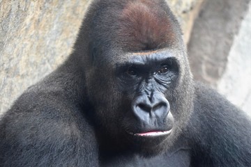 Grandes primates - gorila