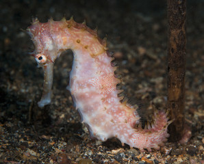 Seahorse underwater on sand in reef, Lembeh Strait, Sulawesi, Indonesia 