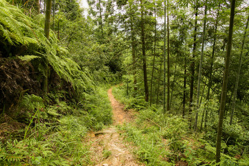Obraz premium Small path in chinese mountains