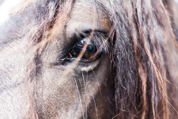Closeup image of eye of the horse. Domestic animal concept. Macro image of horses eye