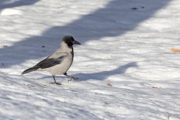 gray crow in the snow in the park