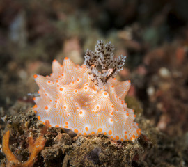 Close-up of Nudibranch, Lembeh Strait, Indonesia