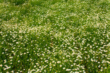 Closeup view of the chamomile field. Nature concept image with healthy plants