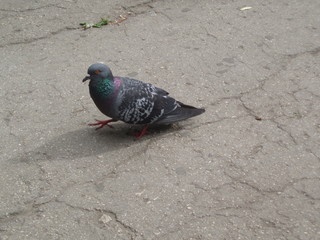 pigeon in the park asphalt
