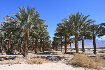Date Plantation palms