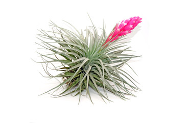 Tillandsia with blooming pink flower isolated on white background.Tillandsia are careless and low maintenance ornamental plants that required no soil, only plentty of water, sunlight and good airflow