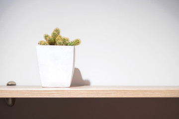 Cactus in a white pot on wooden shelf, white wall