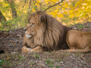 Naklejka na ściany i meble Lion male relaxing portrait view in yellow colors