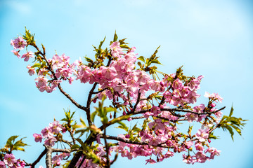 四浦の河津桜