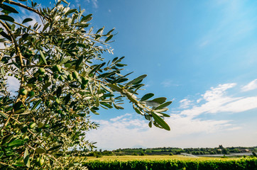 Ripe olives on olive trees, blue sky in background near Lake Garda, Italy