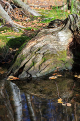 Tree roots decay in water