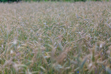 Food production concept with macro image of the green grain. Closeup of green grain on the wind at the field