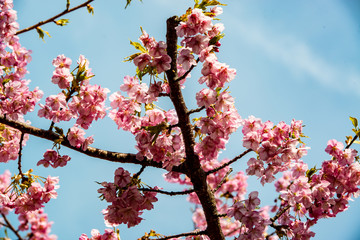 四浦の河津桜