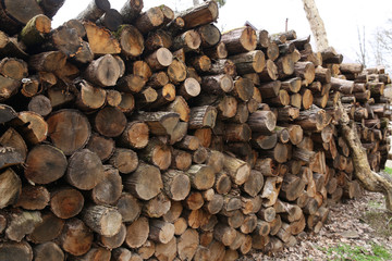 pile of wooden logs in the forest for background