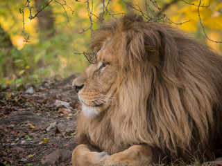 Lion male relaxing portrait view in yellow colors