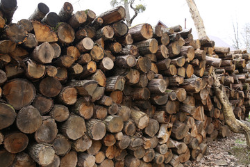 pile of wooden logs in the forest for background