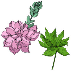 Vector Jungle botanical succulent flower. Engraved ink art illustration. Isolated succulents illustration element.