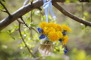 Spring still life with a bouquet of yellow dandelions and blue Muscari flowers in a glass jar hanging on a tree branch in the sunlit garden