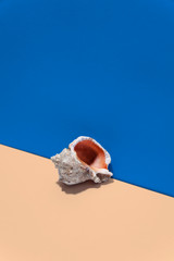 Sea shell on yellow sand and with blue sky