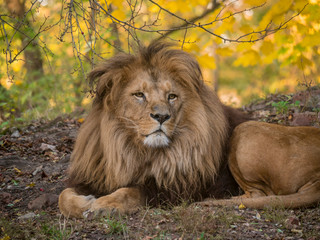Lion male relaxing portrait view in yellow colors