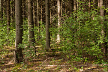 Coniferous forest at summer day