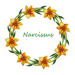 Floral wreath with yellow daffodils and leaves on a white background in watercolor.