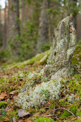 Old tree stump decay in forest