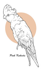 Hand drawn vector illustration of pink kakadu isolated on white background - vector graphic