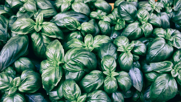 Albahaca mil flores en el jard&iacute;n