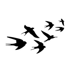 Birds