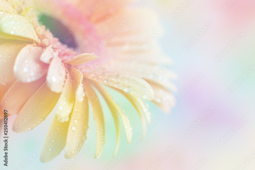 Wall mural gerbera with color filter. macro. spring and summer background in the form of a flower in the soft l