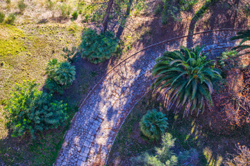 Palmera con camino vista desde arriba