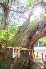 樹齢3000年の神聖な楠　The sacred camphor tree. Since it is said that it lives over 3000...