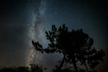 Silhouettes of two pines clinging to each other against the backdrop of a starry sky and the Milky Way.