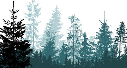 cyan firtrees forest on white background