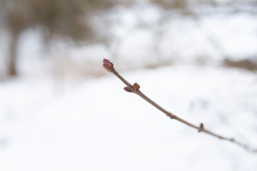 branches of trees and plants on the background of winter snow