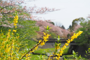小川とレンギョウ