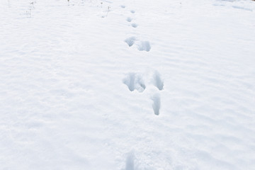 traces of a wild animal in the snow