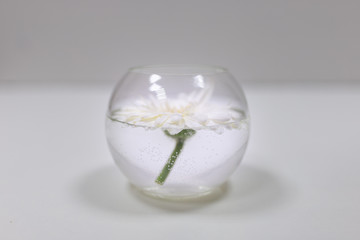 Fototapeta na wymiar white gerbera flower in a transparent glass vase in water on a white background