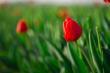 Tulip