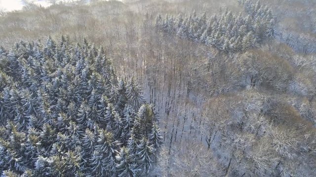 Flying over mixed tree forrest in Germany with snow covered trees during sunny winter day