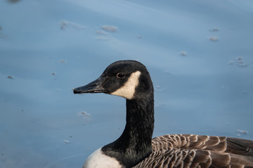 Canada Goose in Pond in Winter
